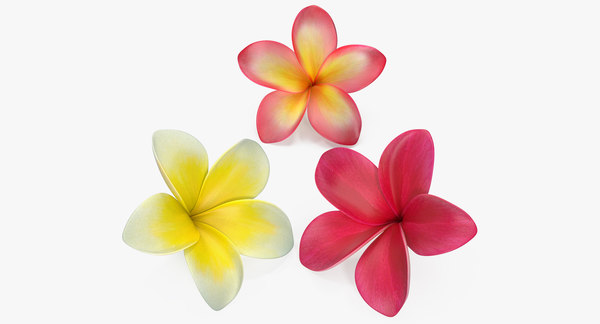 Plumeria Flower 3d Model Turbosquid 1217827