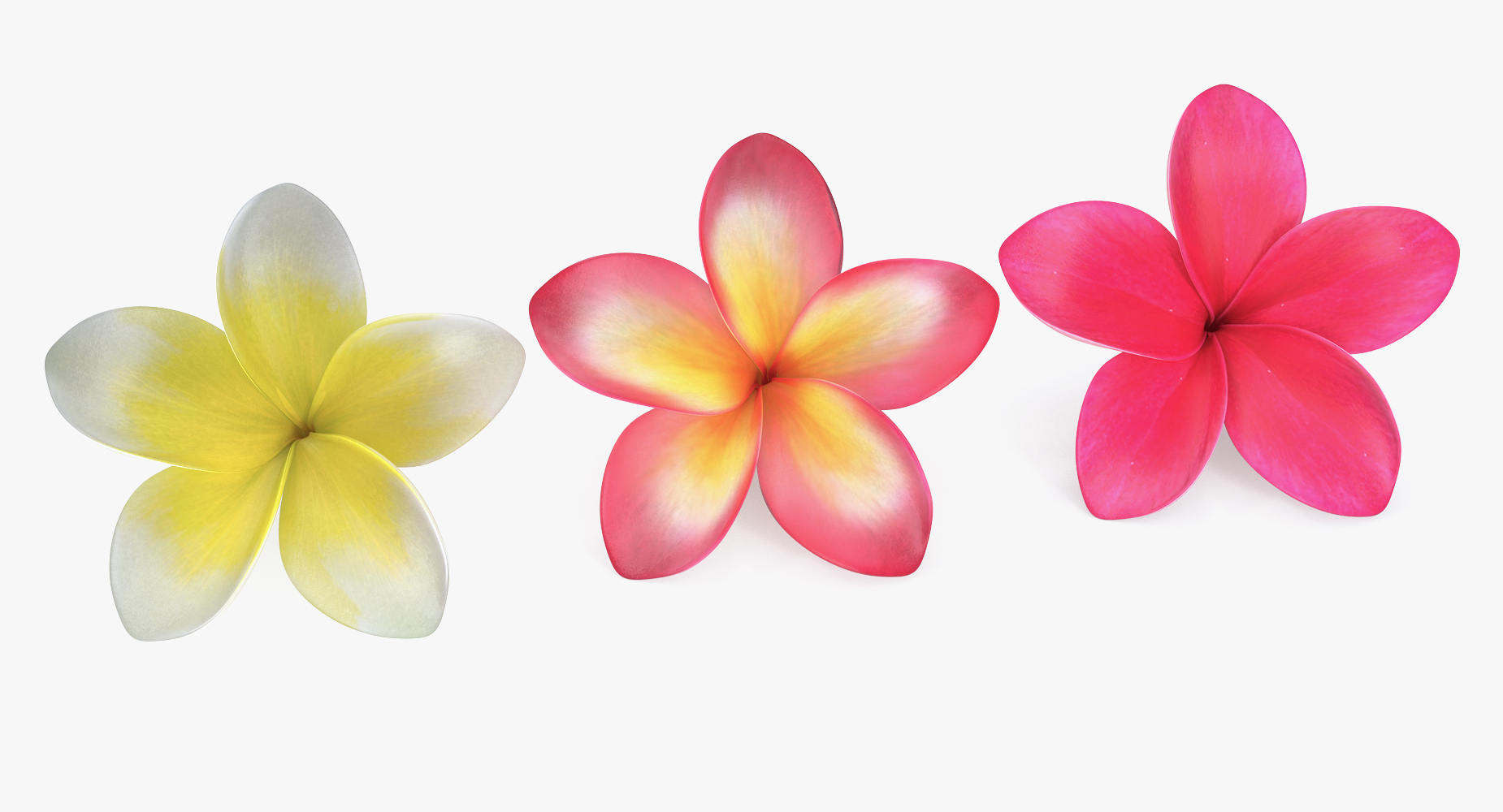 Plumeria flower 3D model TurboSquid 1217827