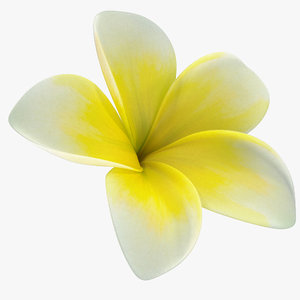3D plumeria yellow tropical flower