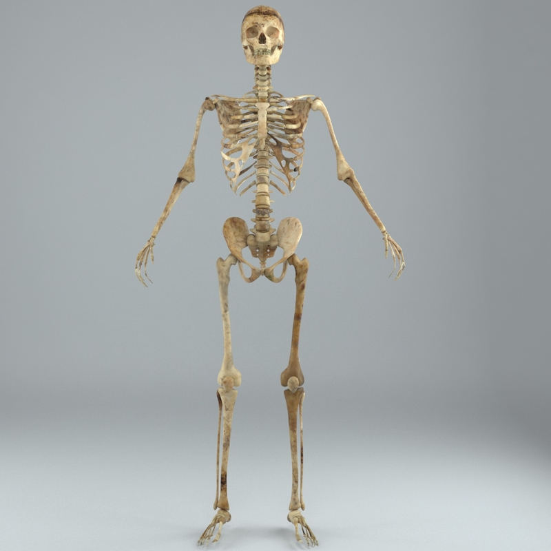 Human male skeleton rigged 3D - TurboSquid 1217853