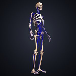 skeleton veins 3D model