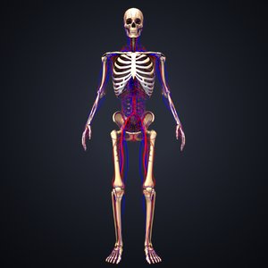 skeleton arteries veins 3D model