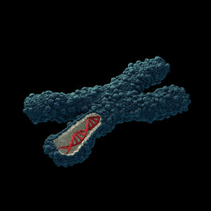 X dna. Модель хромосомы. Макет хромосомы. Хромосомы 3д. Хромосомы gif.