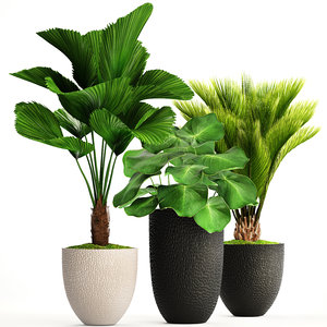 3D palms flowerpots licuala