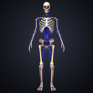 3D skeleton veins lymph model
