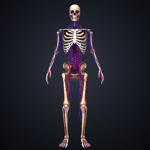 3D model skeleton arteries veins nerves
