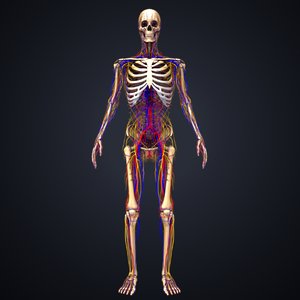 skeleton arteries veins nerves 3D model