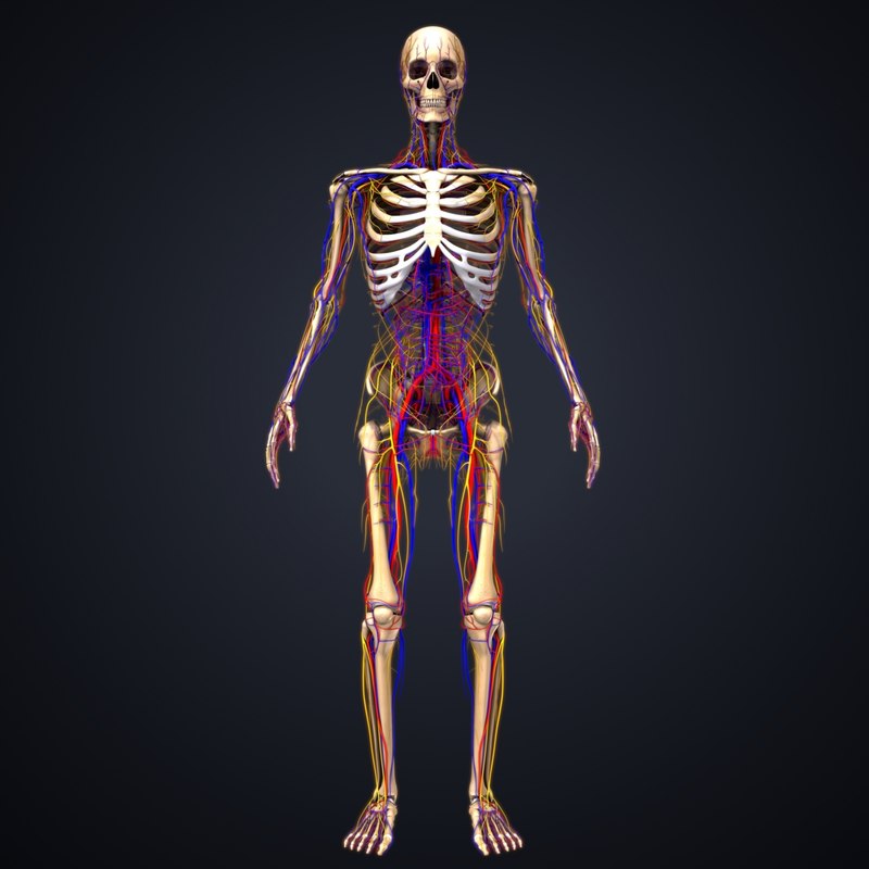 Skeleton arteries veins nerves 3D model - TurboSquid 1218746