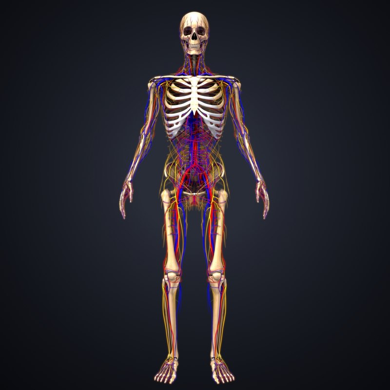 Skeleton Arteries Veins Nerves 3d Model Turbosquid