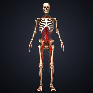 skeleton arteries lymph nodes 3D