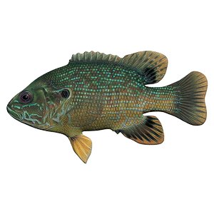 3D green sunfish fish aquarium