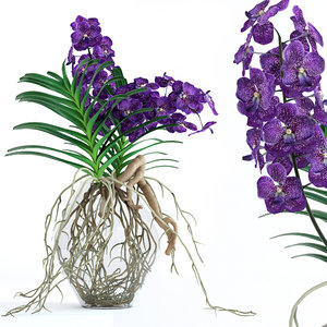 3D realistic vanda orchid flowers