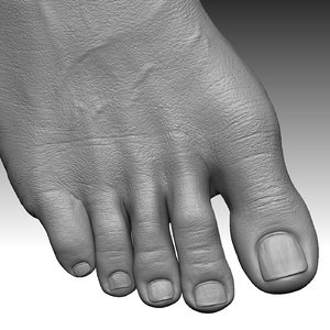 foot realistic 3D model
