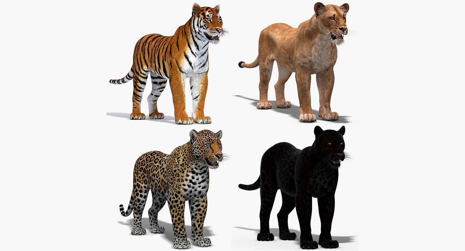 Big cats 3D model TurboSquid 1220334