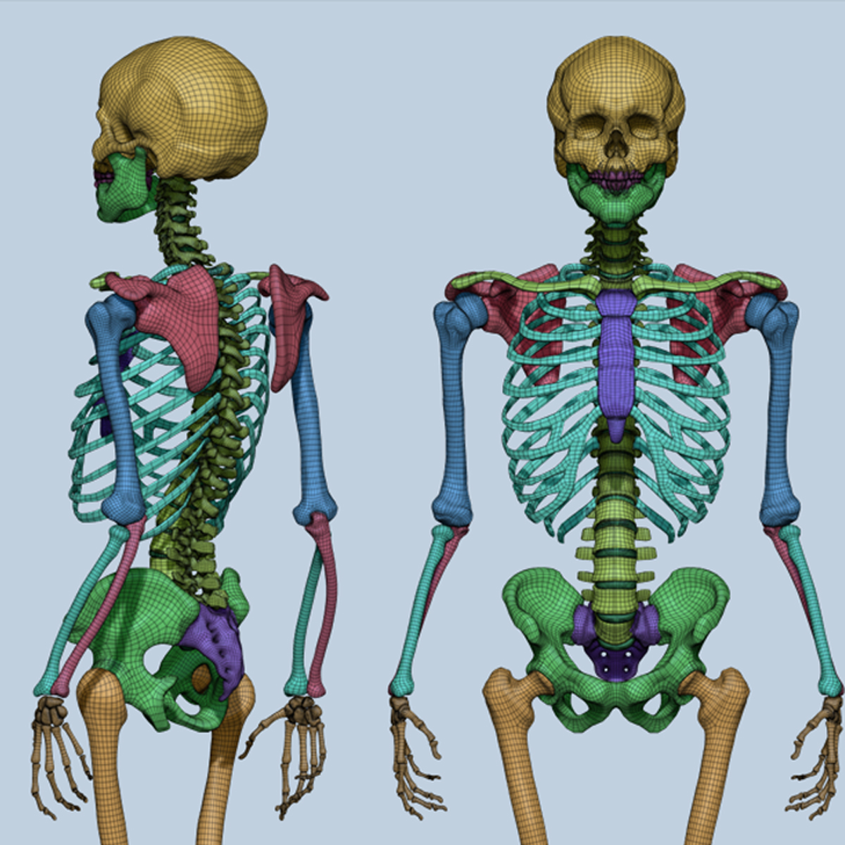 Realistic human skeleton 3D model - TurboSquid 1220440