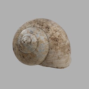 3D snail shell