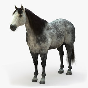 horse dapplegrey model