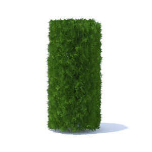 3D cylindrical thuja hedge model