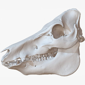 pork skull raw scan 3D model