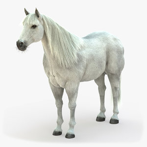horse white 3D