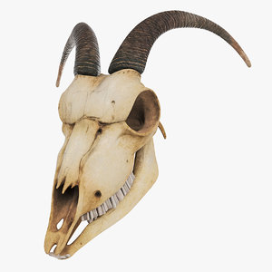 3D model goat skull