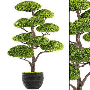 3D bonsai tree