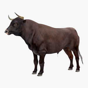 3D bull rigged model