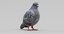 3D pigeon columba livia