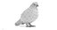 3D pigeon columba livia