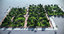 park trees vegetation 3D model