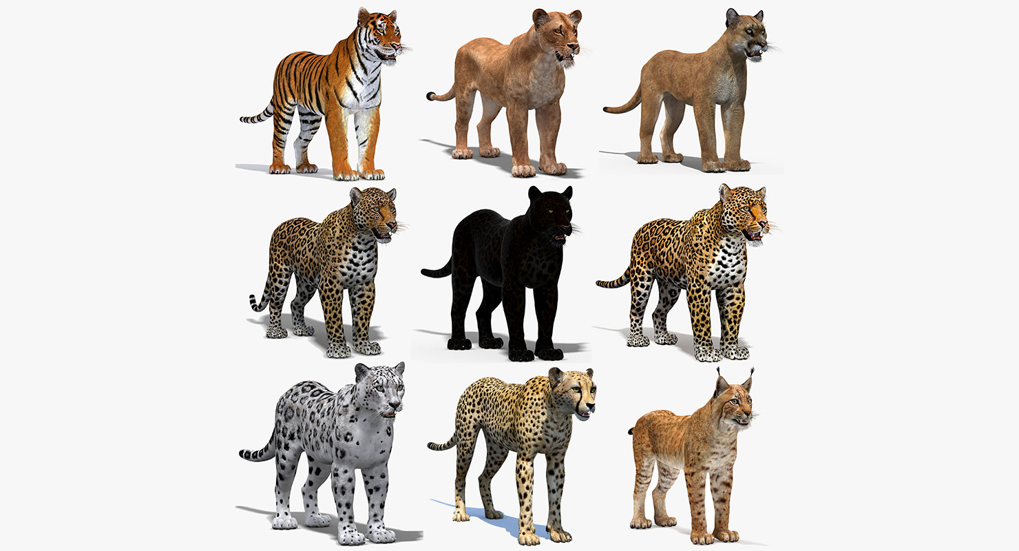 3D big cats 03 model TurboSquid 1221726