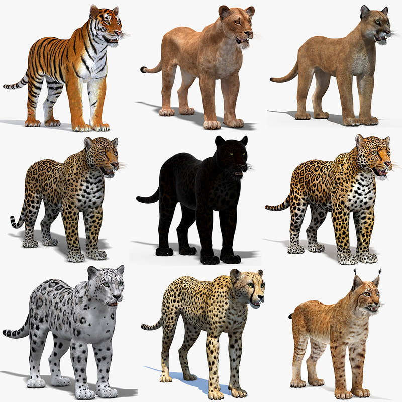  3D  big  cats  03 model TurboSquid 1221726