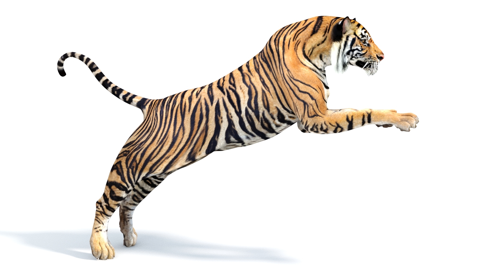 sumatran tiger (rigged) 3d model
