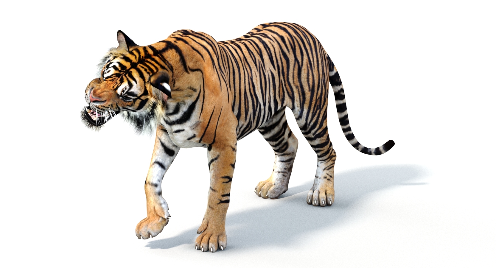 sumatran tiger (rigged) 3d model