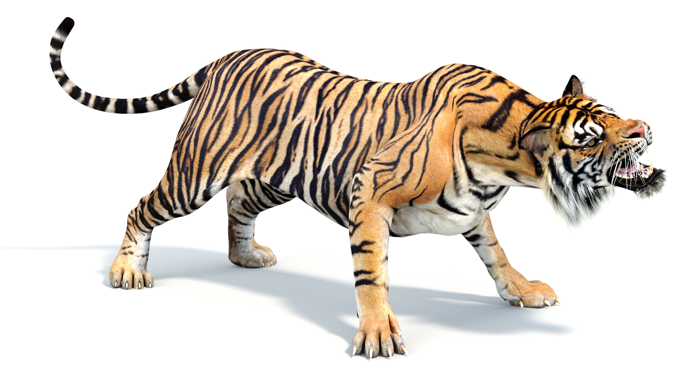 sumatran tiger (rigged) 3d model
