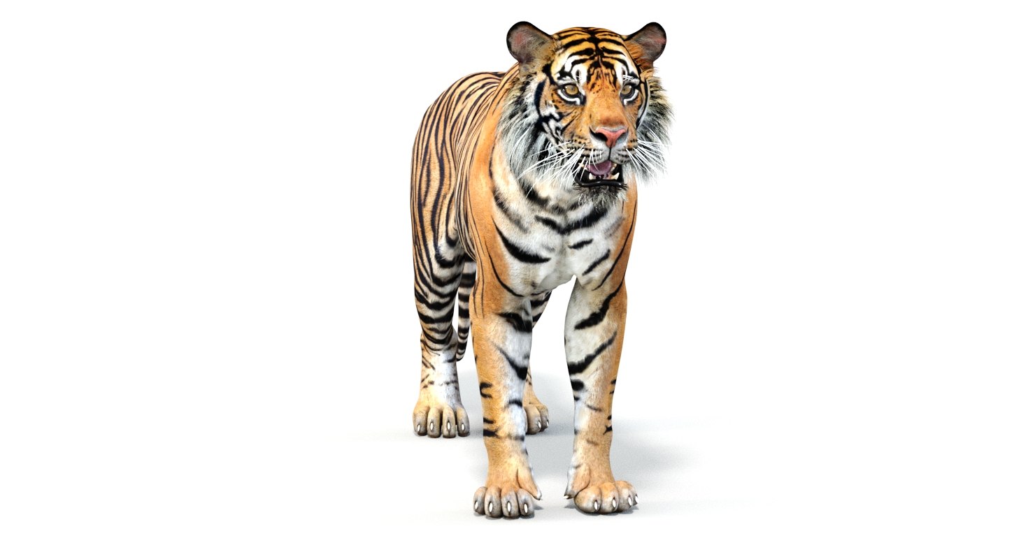 sumatran tiger rigged cat 3d model - turbosquid 1221913