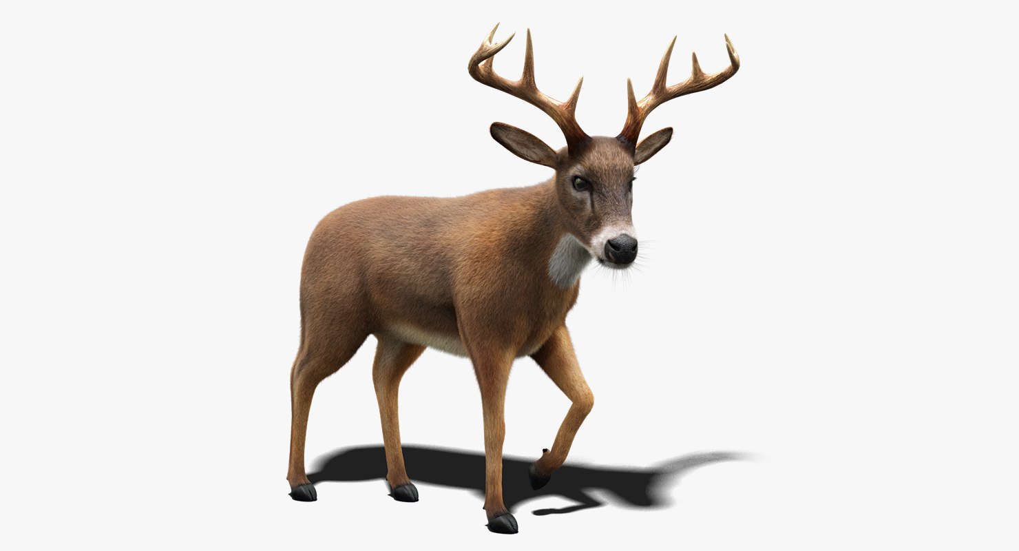 Deer fur animation 3D model - TurboSquid 1222082 - 1480 x 800 jpeg 70kB