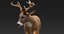 deer fur animation 3D model