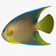 reef fish 3D model