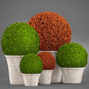 3D model topiary bush buxus