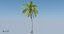 coconut palm trees 3D model