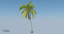 coconut palm trees 3D model