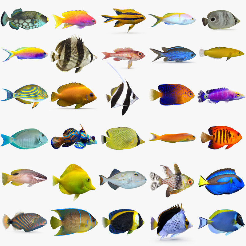 3D reef fish - TurboSquid 1222536