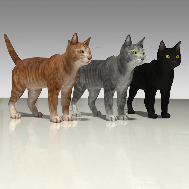 45 HQ Images Cat 3D Model Google / 3D model Curious Siamese Cat
