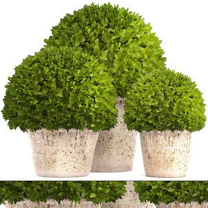 3D topiary bush buxus model