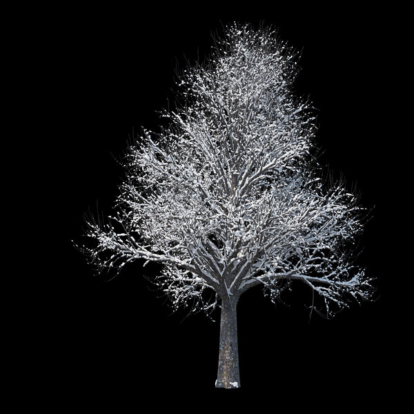 3D model winter tree 02