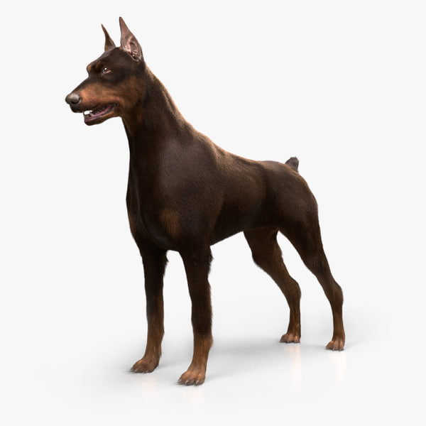 0 - JUEGO SIGUE LA IMAGEN III - Página 17 3D-doberman-real-arnold_600