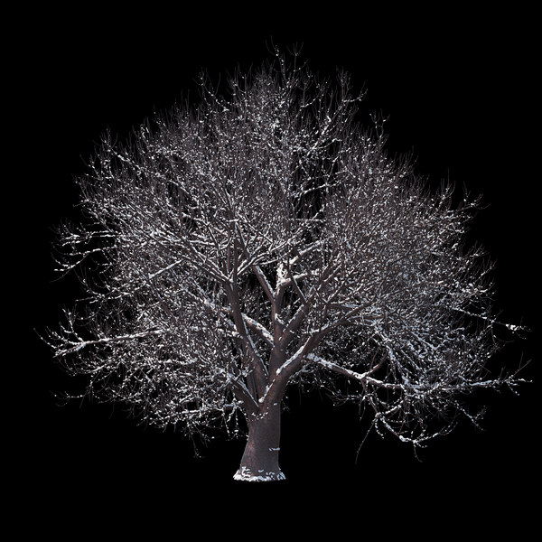 winter tree 04 model