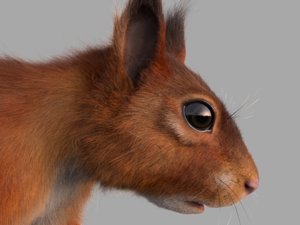 3D red squirrel model