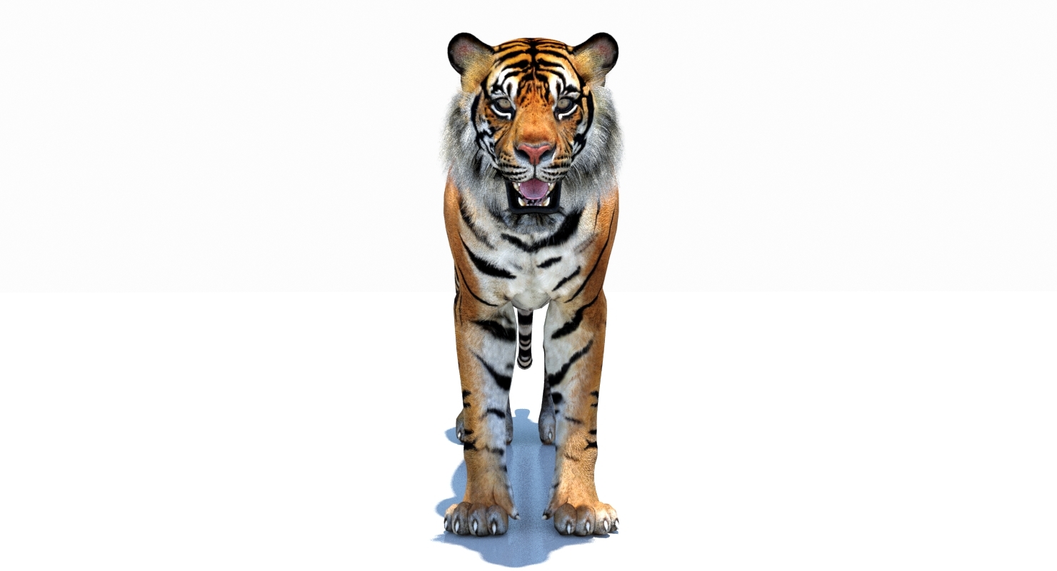 sumatran tiger cat animation model